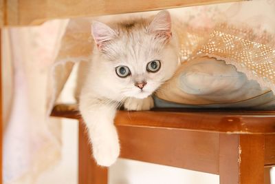 Close-up portrait of cat