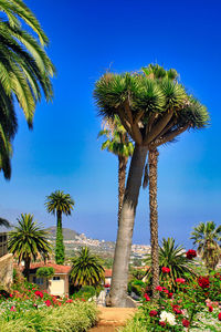 Low angle view of palm trees against clear blue sky