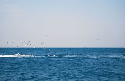 Birds flying over sea against sky