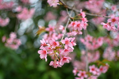 Close-up of pink cherry blossom