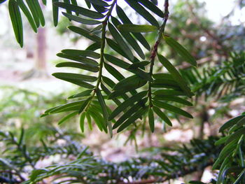 Close-up of tree branch