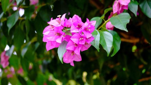 Close-up of pink flowering plant