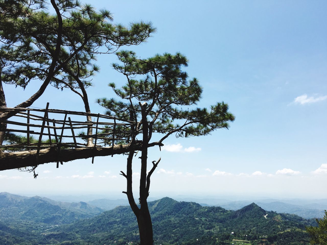 tree, nature, sky, scenics, day, tranquility, mountain, outdoors, landscape, beauty in nature, no people, branch, growth