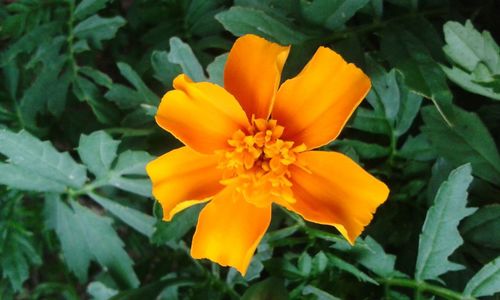 Close-up of yellow flower