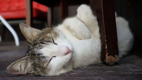 Close-up of cat sleeping on floor at home