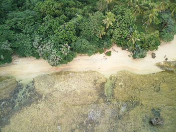 High angle view of plants in forest