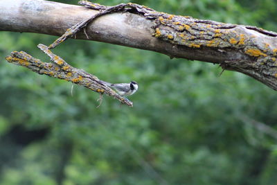 Close-up of bird on branch