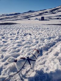 Beagle walking through the snowy alpine landscape of independence pass in colorado