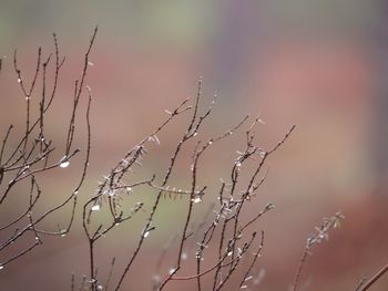 Close-up of tree branch against sky