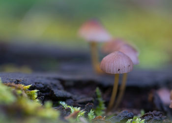 Close-up of mushroom growing on field