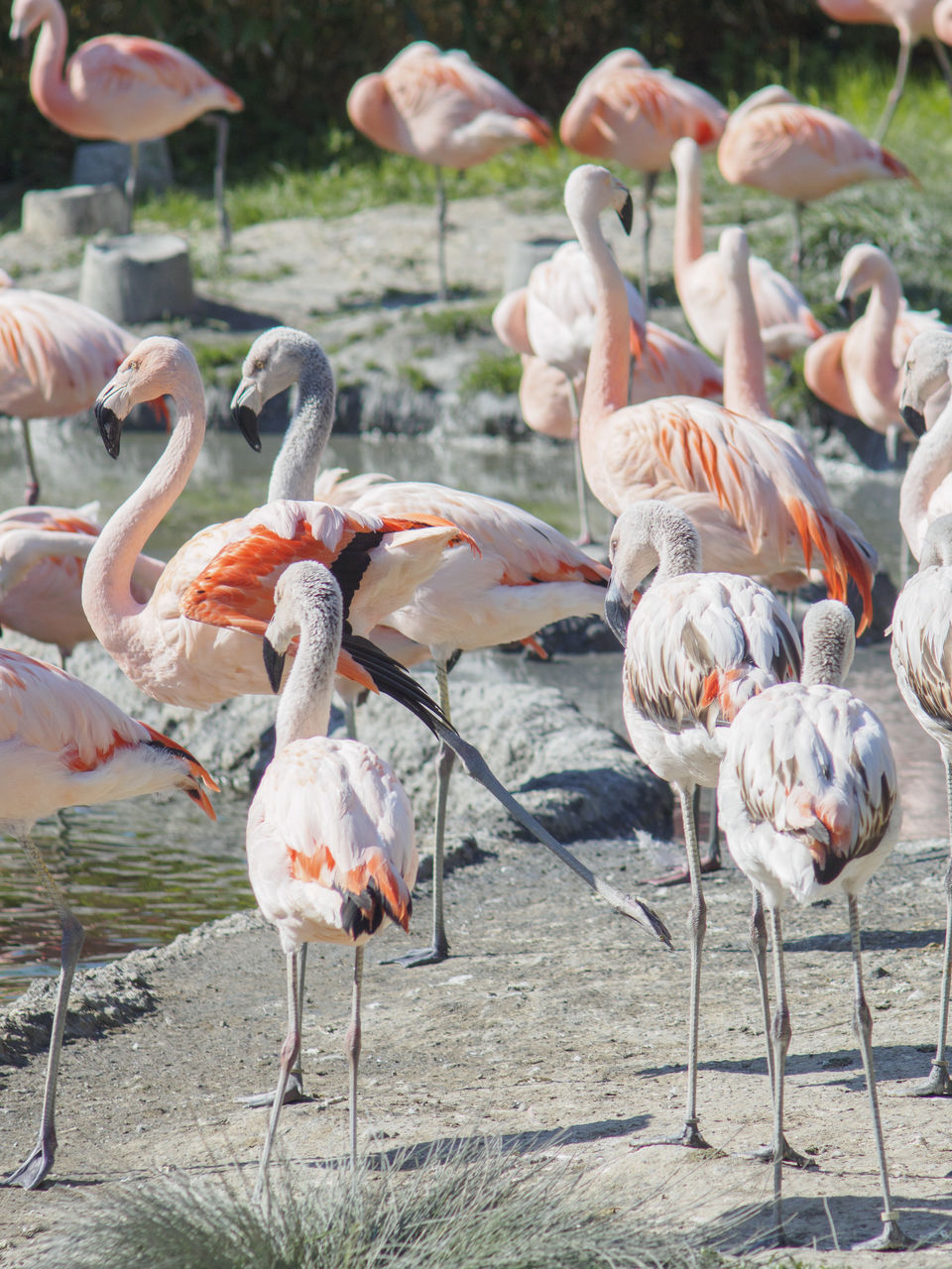 bird, animal themes, animals in the wild, large group of animals, day, animal wildlife, water, nature, no people, flamingo, outdoors