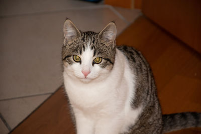 Close-up portrait of a cat