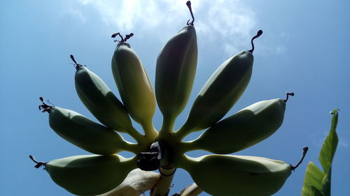 Close-up of succulent plant against blue sky