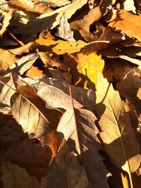 High angle view of dry maple leaves on land