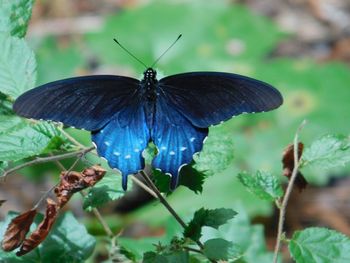 Close-up of butterfly on plant