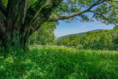 Trees on field against sky