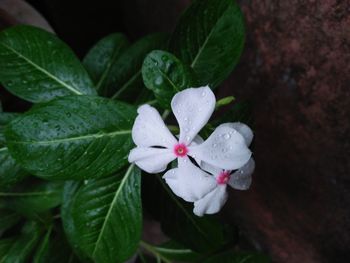 High angle view of white flower blooming outdoors