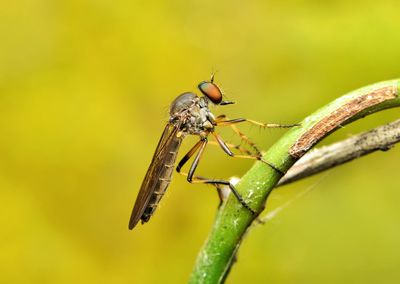 Close-up of insect on plant