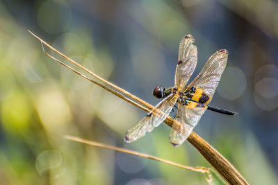 Close-up of insect