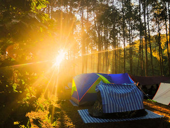 Sun shining through trees in forest during sunset