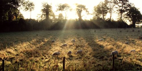 Scenic view of field against sky during sunset