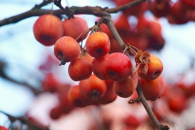 Close-up of cherries growing on tree