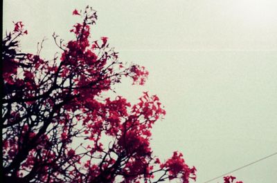 Low angle view of pink flowering tree against clear sky