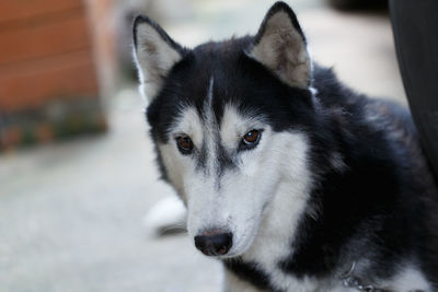 Close-up portrait of a dog