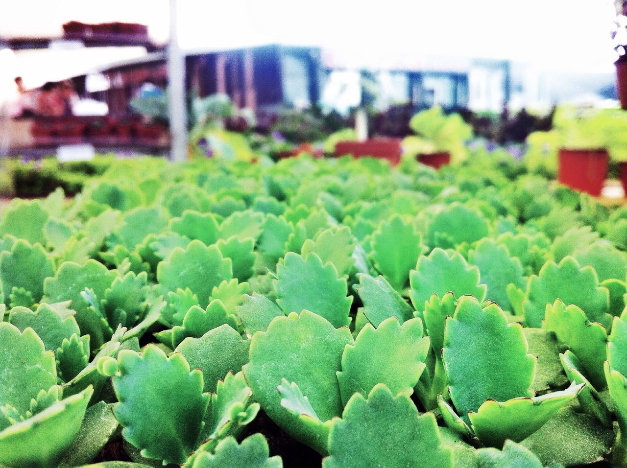 green color, leaf, growth, plant, focus on foreground, close-up, freshness, selective focus, nature, green, day, outdoors, beauty in nature, building exterior, abundance, growing, no people, leaf vein, field, built structure