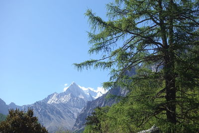 Low angle view of trees on mountain against sky