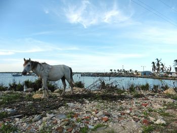 Horses in water against sky