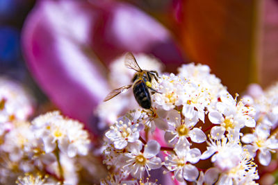 Close-up of bee pollinating on flower