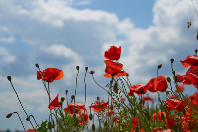 Close-up of red poppy flowers against sky