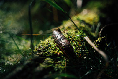 Close-up of insect on land