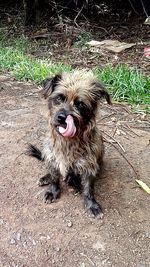 Dog sticking out tongue on sand