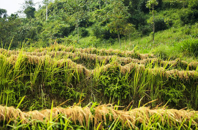 Plants growing on field