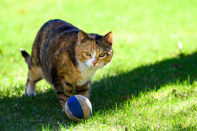 Portrait of cat with ball on field