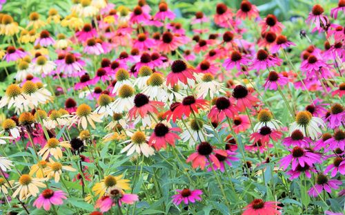 Close-up of pink flowers blooming outdoors