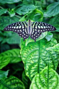 Close-up of butterfly on leaf