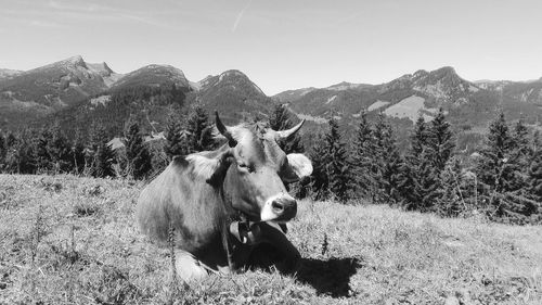 Cow resting on hill against sky during sunny day