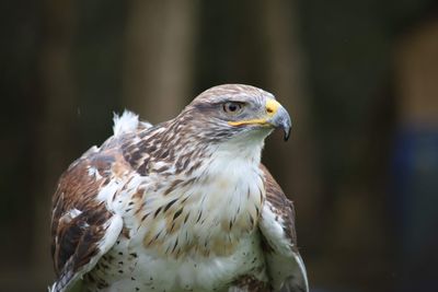 Close-up of eagle