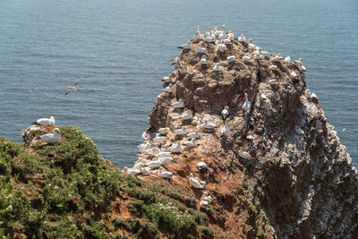 High angle view of lizard on rock in sea