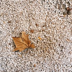 High angle view of dried leaves on pebbles