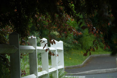 Wooden fence by road against trees