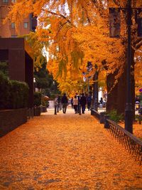 People walking on autumn trees