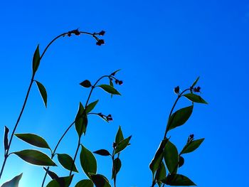 Low angle view of plant against clear blue sky