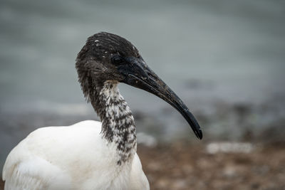 Close-up of a bird