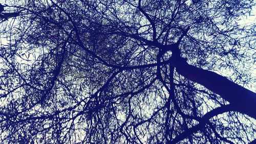Low angle view of bare tree against sky