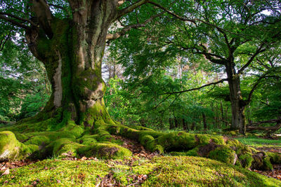 Trees growing in forest