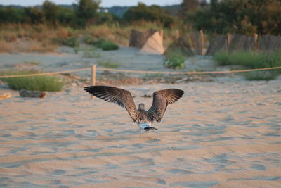 Seagull flying over a water